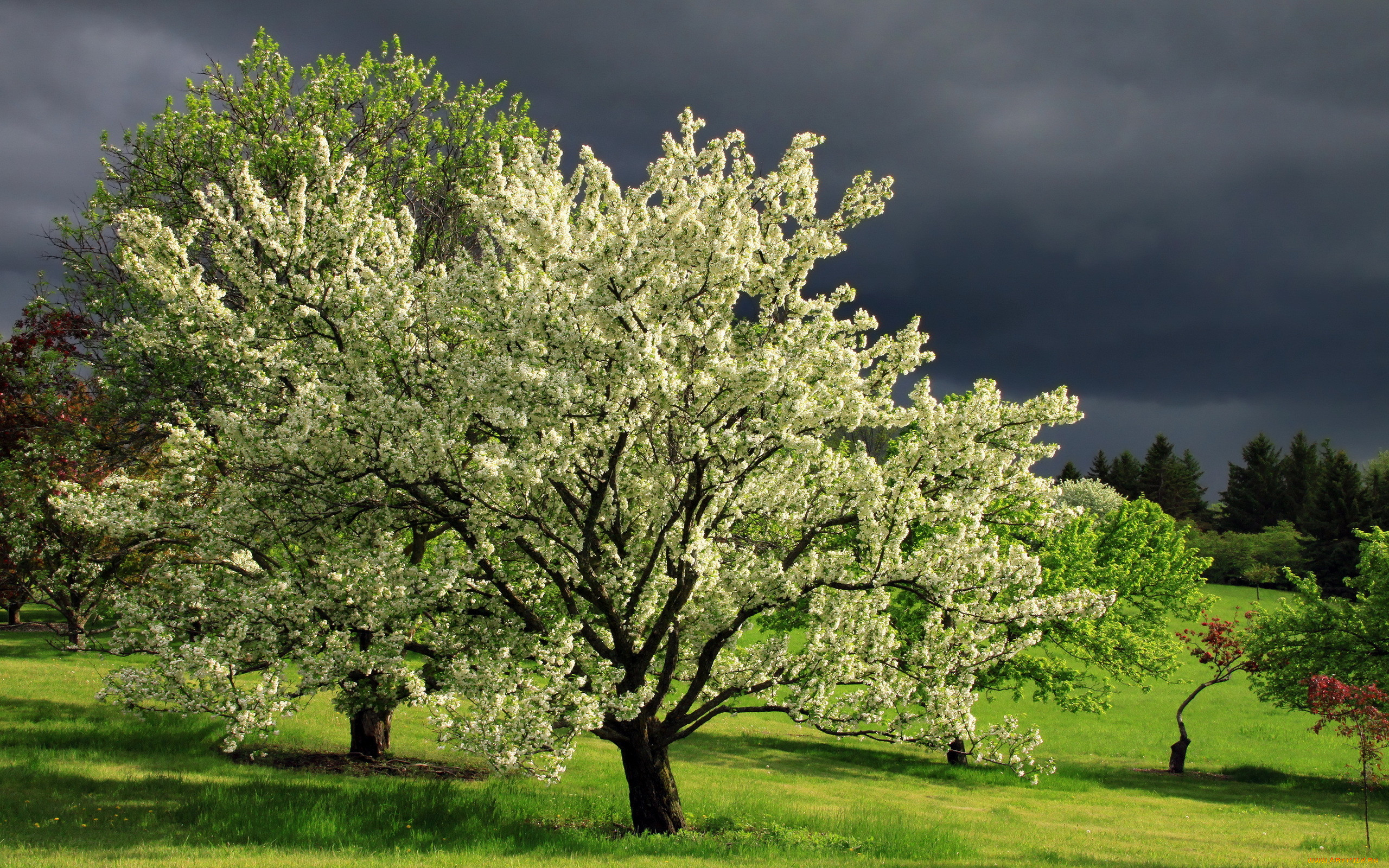 1 зацвели деревья. Яблоня Зибольда. Весеннее цветение плодовых деревьев. Весеннее дерево. Цветущее дерево.